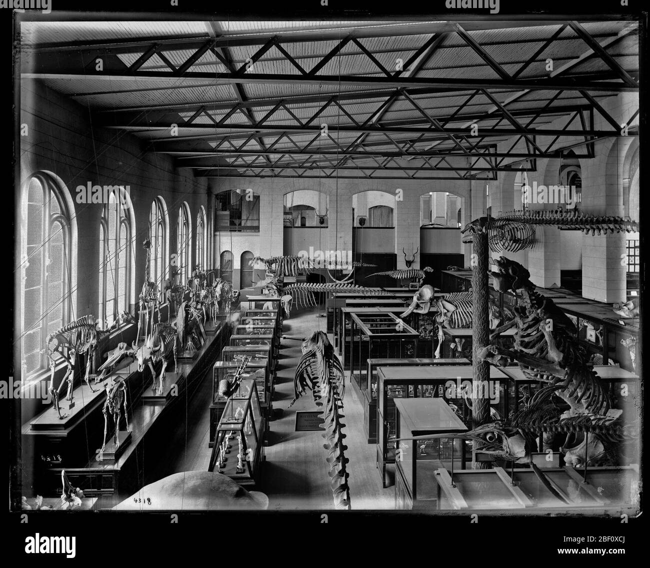 Mostra di Paleontologia e anatomia comparativa. Vedi anche Record Unit 95, Box 43, Folder 14. Mostra di Paleontologia e anatomia comparata nella gamma sud-orientale del Museo Nazionale degli Stati Uniti, ora noto come Arts and Industries Building, con grandi scheletri di mammifero, tra cui un gigantesco sloth (Megatherium), e molti Foto Stock