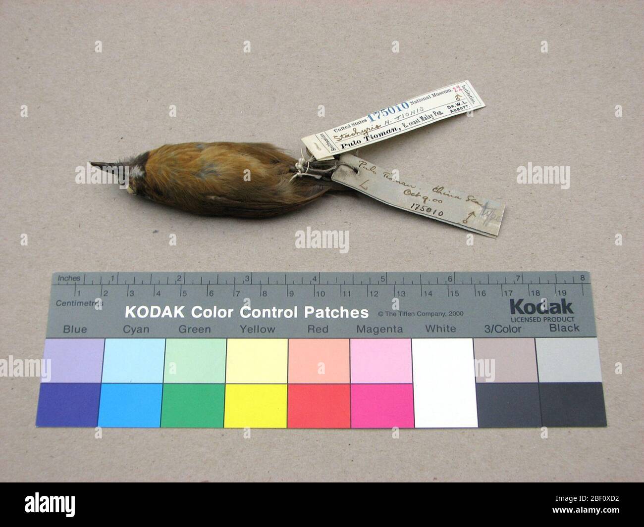 Stachyris nigriceps tionis. 15 ago 20141 Foto Stock Stachyris nigriceps tionis. 15 ago 20141 Foto Stock