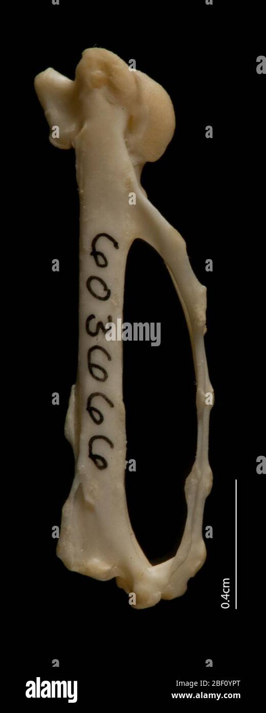 Upupa epops. 13 ago 20141 Foto Stock