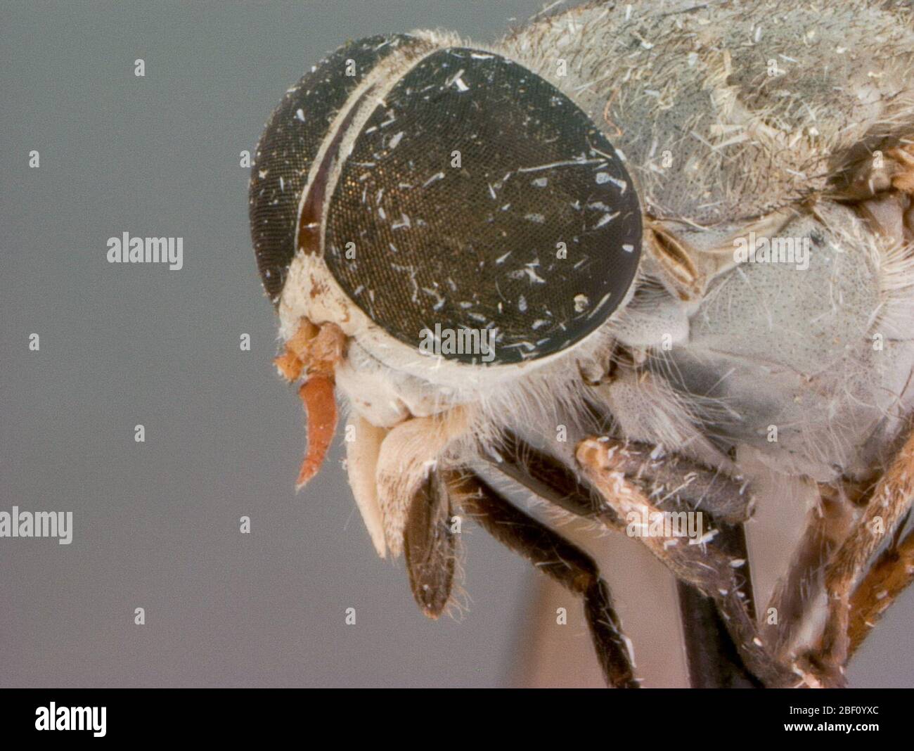 Tabanus konis. Descrizione (ologype femmina). Lunghezza 11 mm. Occhi (rilassati) verdeggianti, senza bande. Foto Stock
