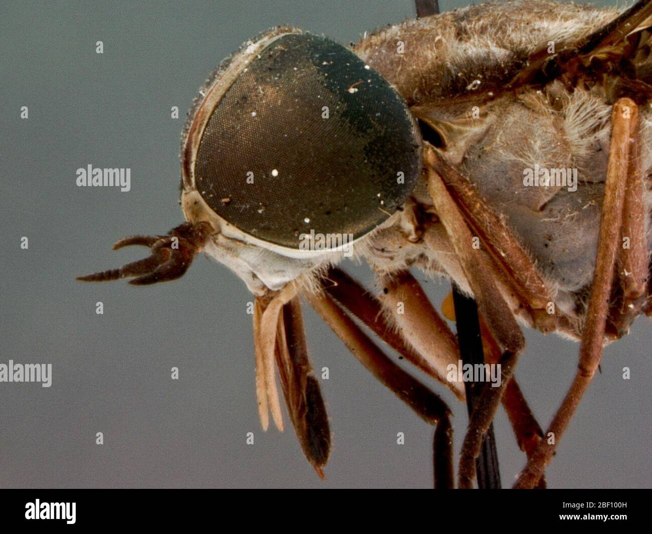 Tabanus umbratus. Lunghezza 15 millimetri. Colore generale marrone scuro, più scuro verso la punta dell'addome, quarto segmento addominale con un triangolo chiaro prodotto da vestiario grigio al centro del dorsum con la sua base sul margine posteriore del segmento. Foto Stock