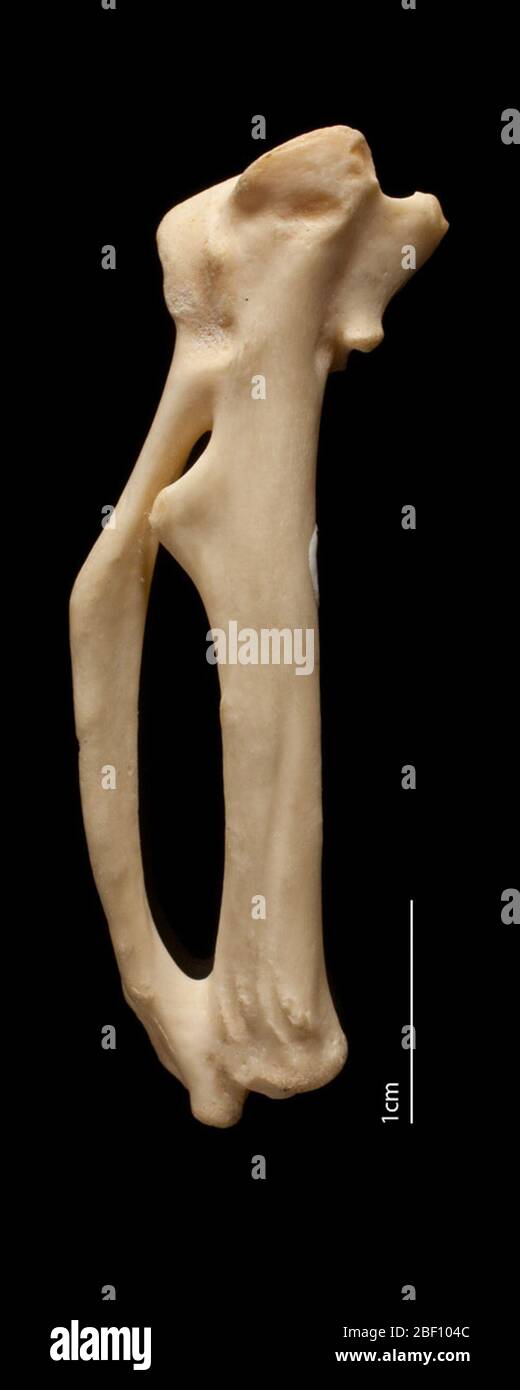 Gallus. 13 ago 20141 Foto Stock