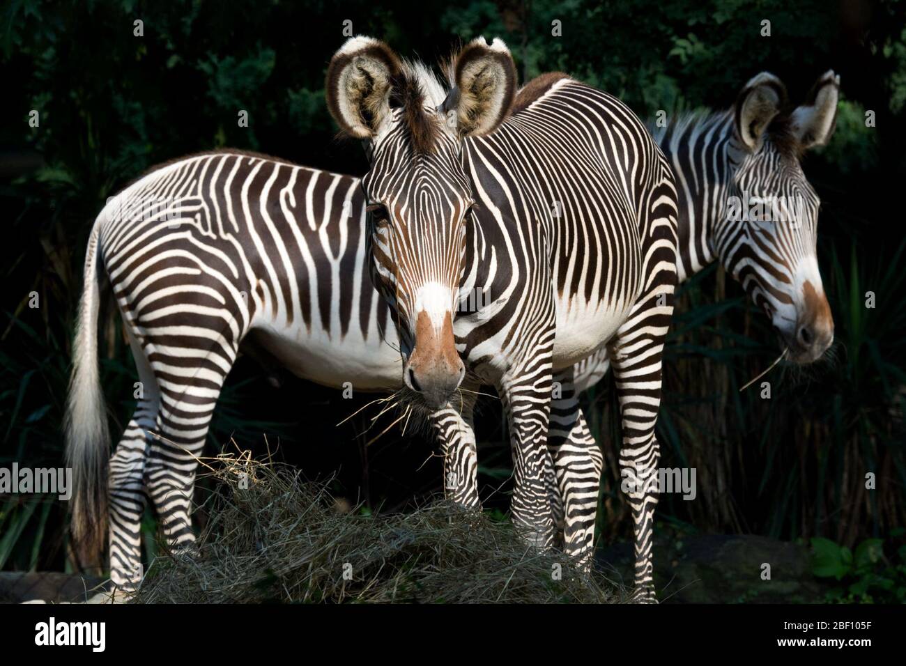 Grevys Zebra. Specie: Grevyi,genere: Equus,Famiglia: Equidi,Ordine: Perissodactyla,Classe: Mammalia,Phylum: Chordata,Regno: Animalia,Grivy's Zebra,Zebra,ungulati,ungulati,odd-toed,Moyo,Domo,maschio Foto Stock