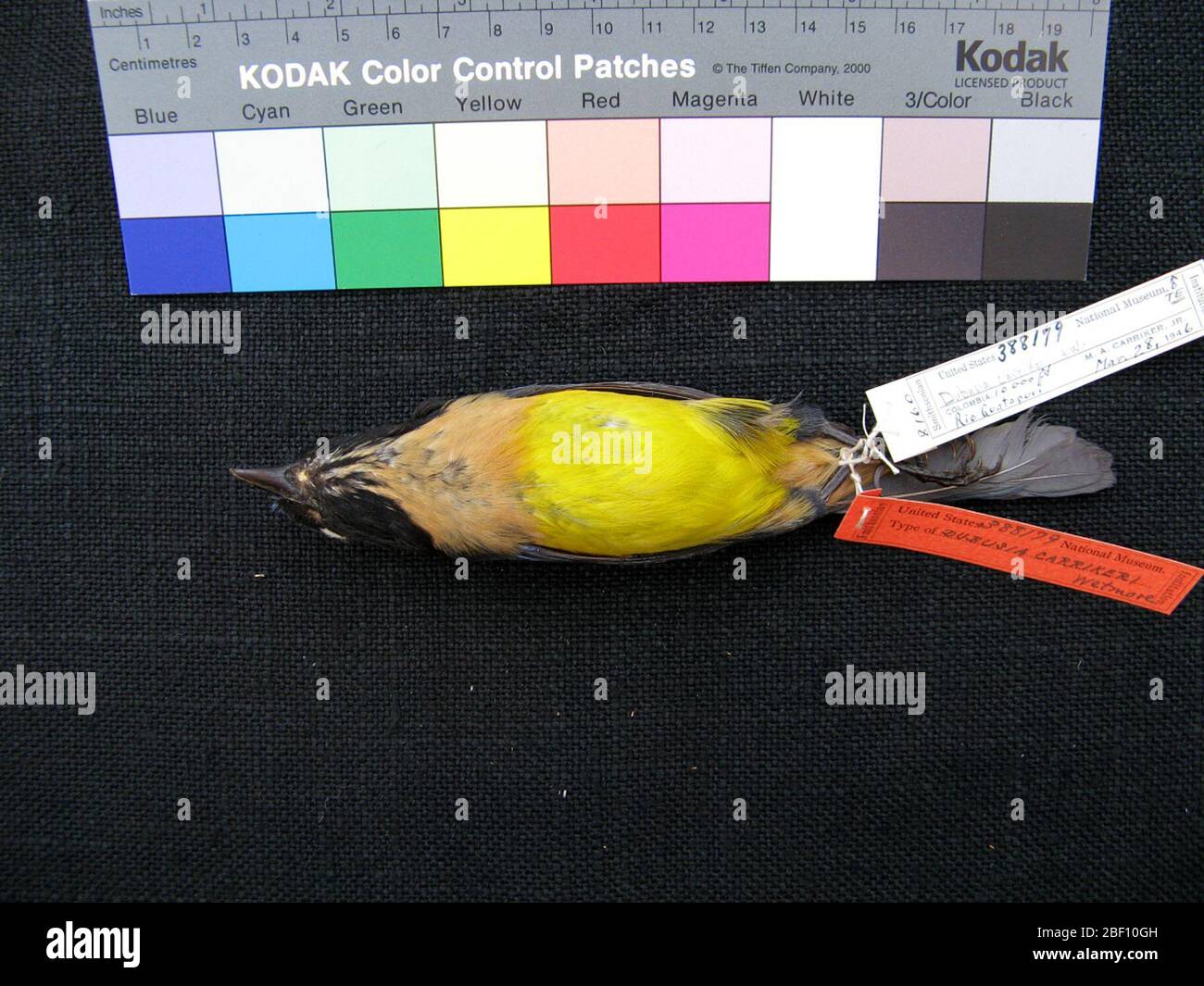 Dubusia taeniata carrikeri. 31 Dec 20191 Foto Stock