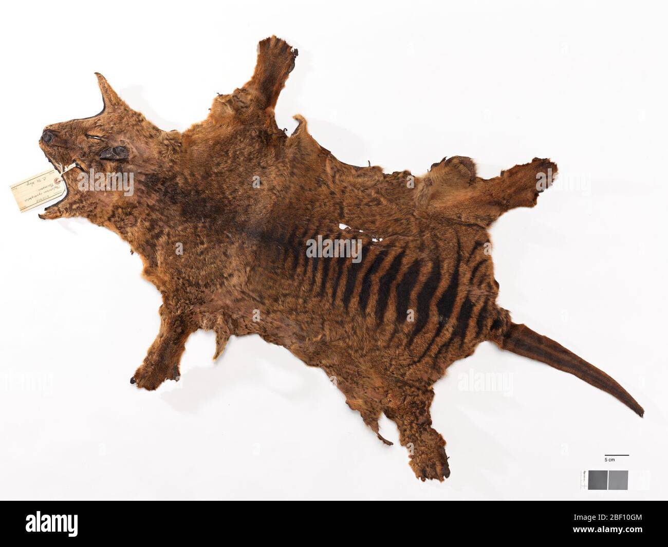 Thylacinus cinocephalus. 20 ago 20141 Foto Stock