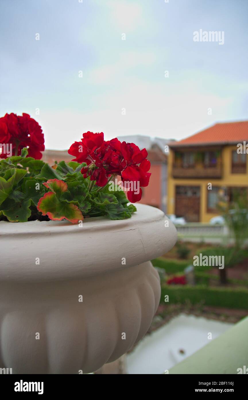 Primo piano dei fiori e dei rami di un geranio piantato in una pentola decorativa in un parco in una città delle Canarie Foto Stock