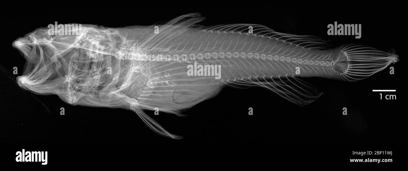 Cottus beldingi. 218 ottobre 20172 Foto Stock