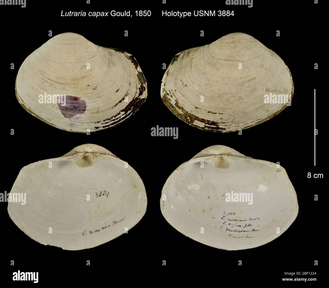 Lutraria capax. 20 Jan 20162 Foto Stock