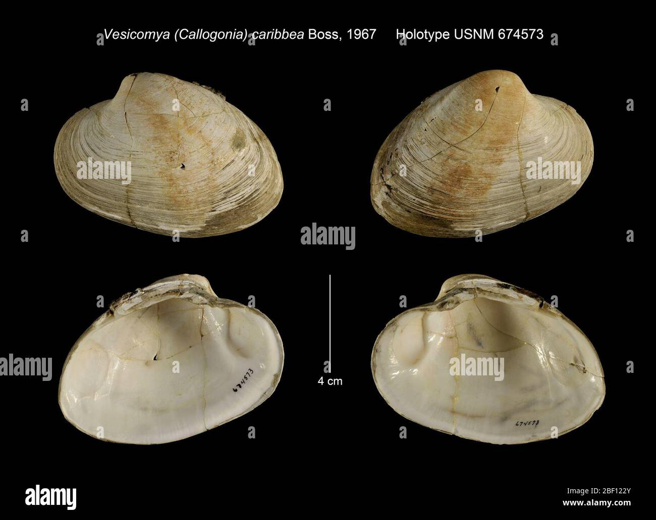 Vesicomya Callogonia caribea. 20 Jan 201656921 Foto Stock