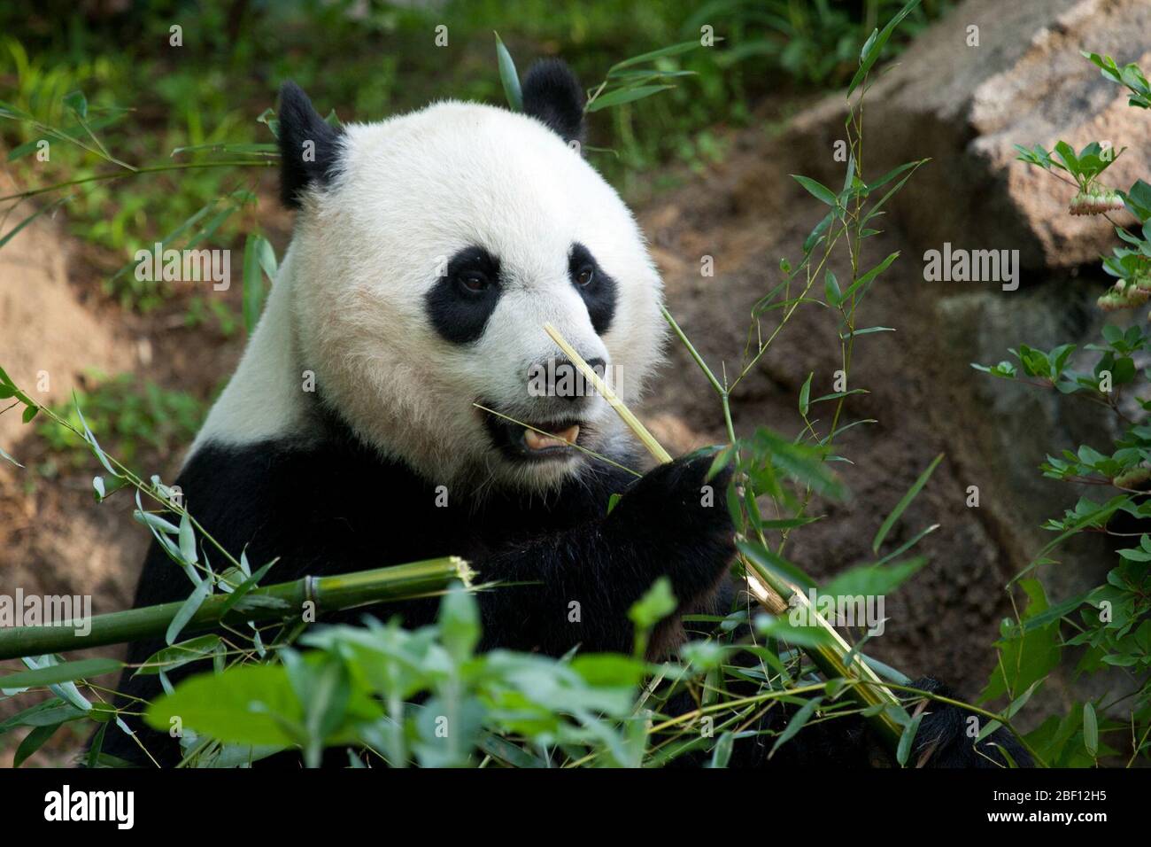 Panda gigante. Specie: Melanoleuca,genere: Ailuropoda,Famiglia: Ursidae,Ordine: Carnivora,Classe: Mammalia,Phylum: Chordata,Regno: Animalia,Mei Xiang,femmina,Bear,Panda gigante,iarda,fuori,bambù,orizzontale Foto Stock