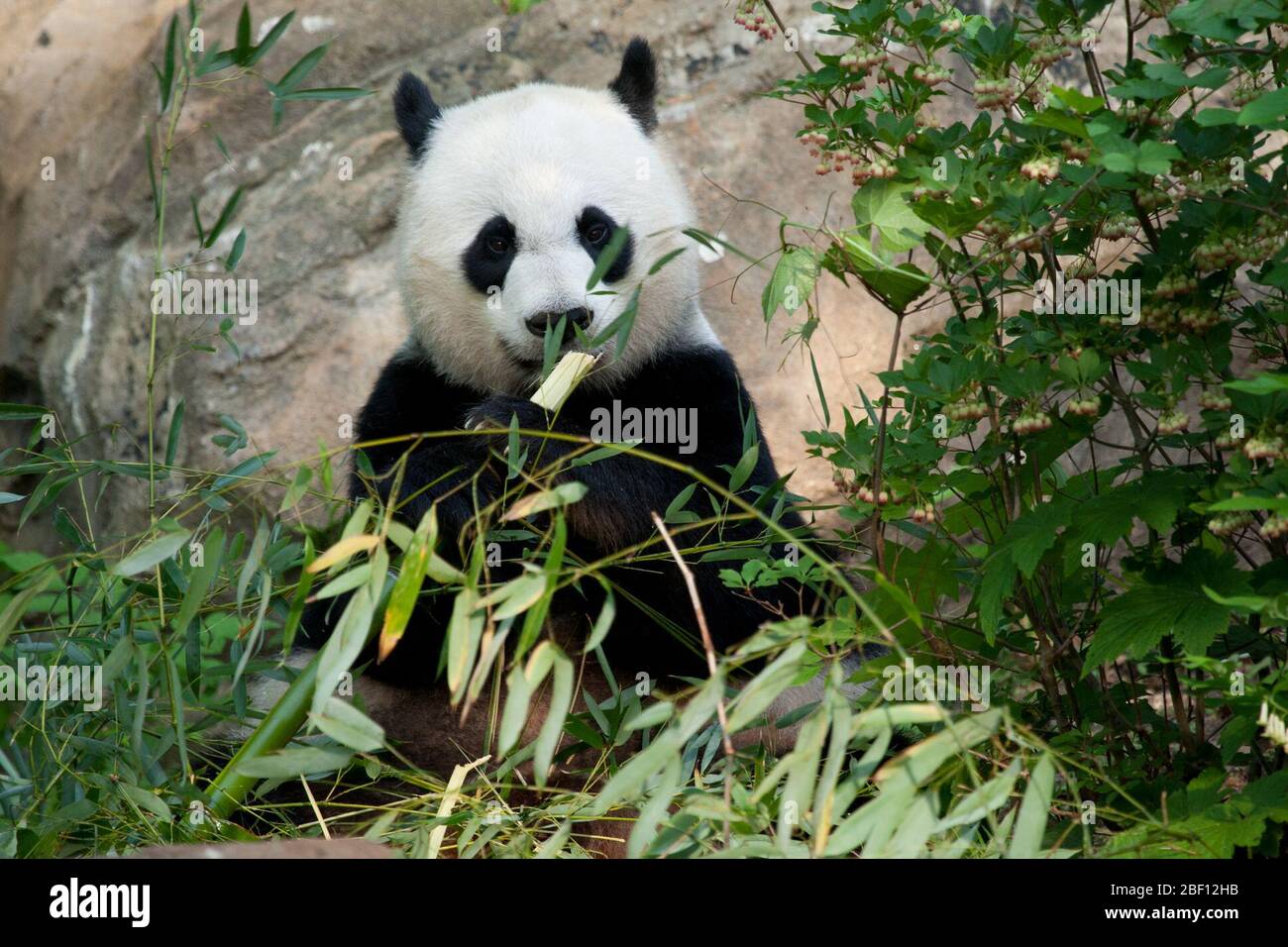 Panda gigante. Specie: Melanoleuca,genere: Ailuropoda,Famiglia: Ursidae,Ordine: Carnivora,Classe: Mammalia,Phylum: Chordata,Regno: Animalia,Mei Xiang,femmina,Bear,Panda gigante,iarda,fuori,bambù,orizzontale Foto Stock