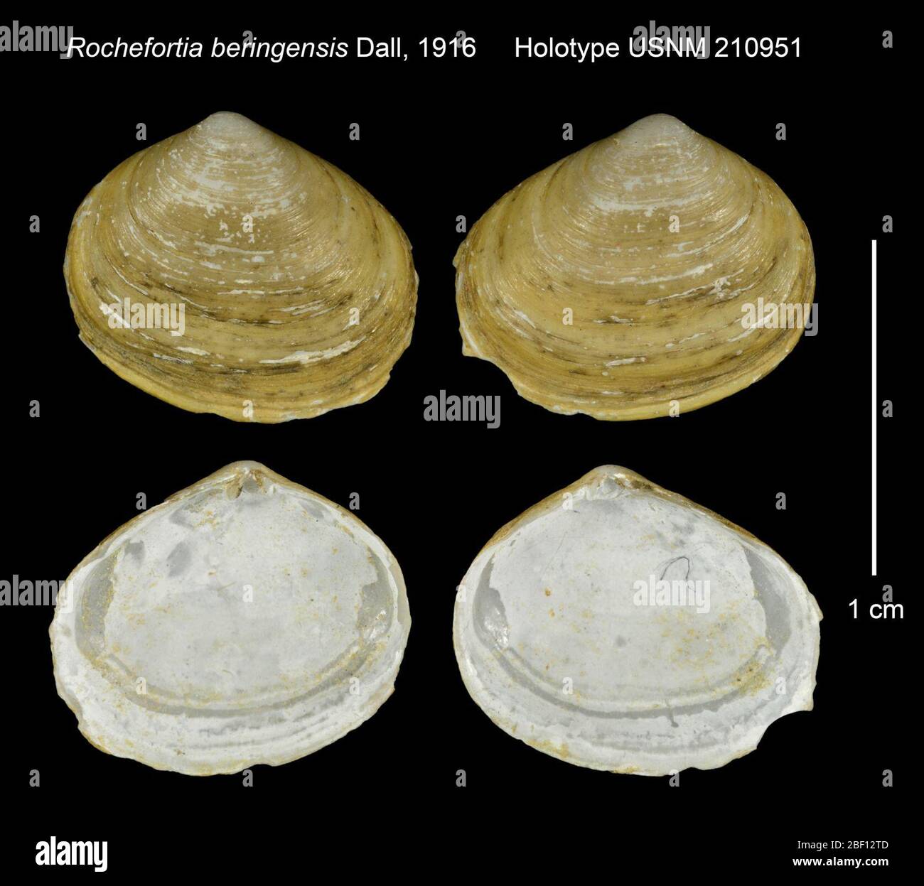 Rochefortia beringensis. 20 Jan 20162 Foto Stock