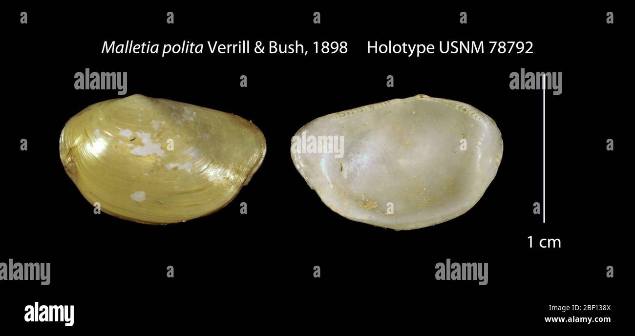 Malletia polita. 20 Jan 201627181 Foto Stock