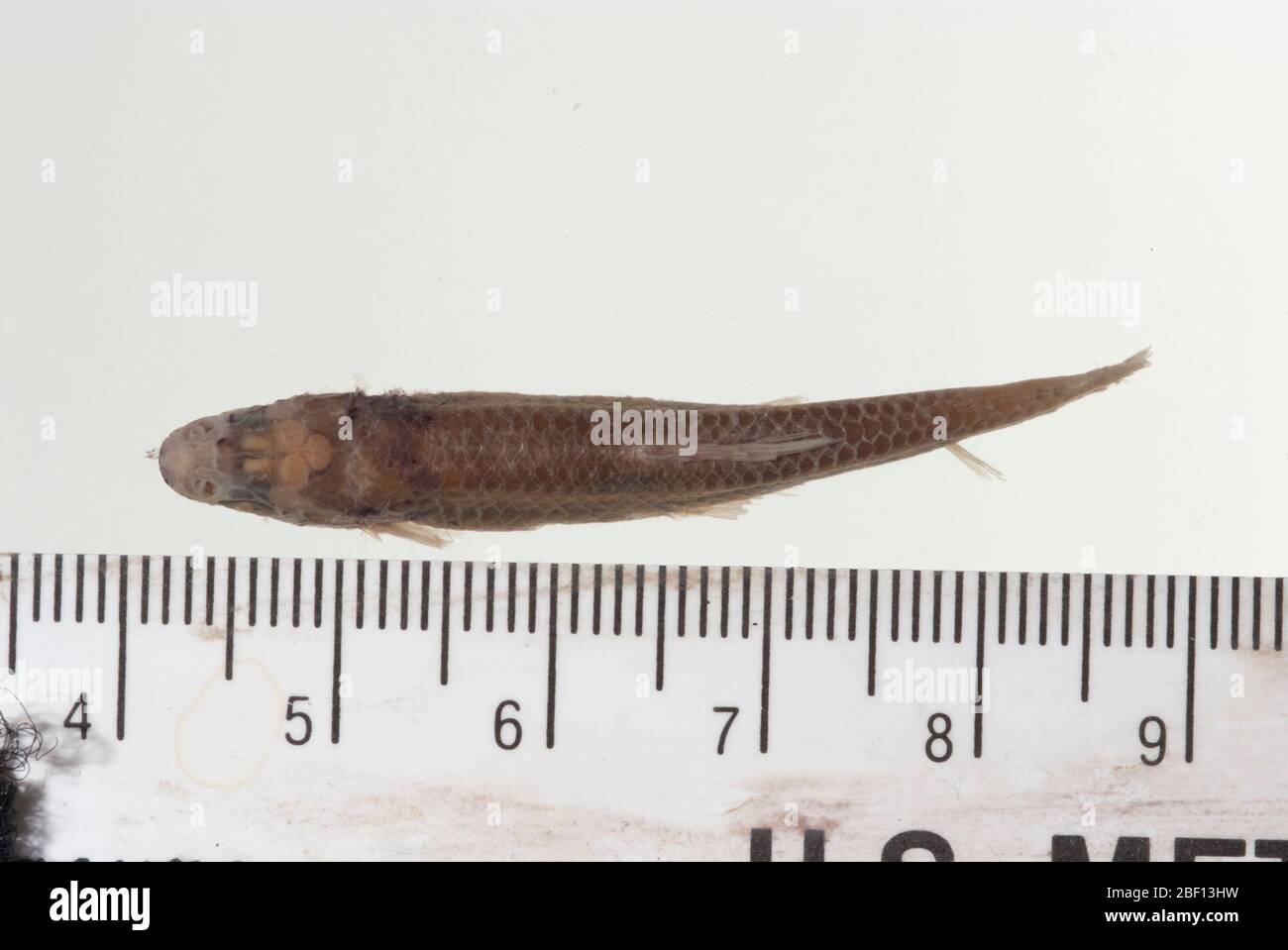 Algoma amara. Faringeo nella raccolta ossea; specifiche dell'alcol nella conservazione in vasetto. Ex numero di catalogo dei mammiferi 2727. Stato del tipo confermato da C. R. Gilbert, 1985.denti faringei, 1 arco, in tipo osteoCollectionMascella faringea, 1 pezzo; conservato in tipo osteoCollection11 Apr 20171 Foto Stock