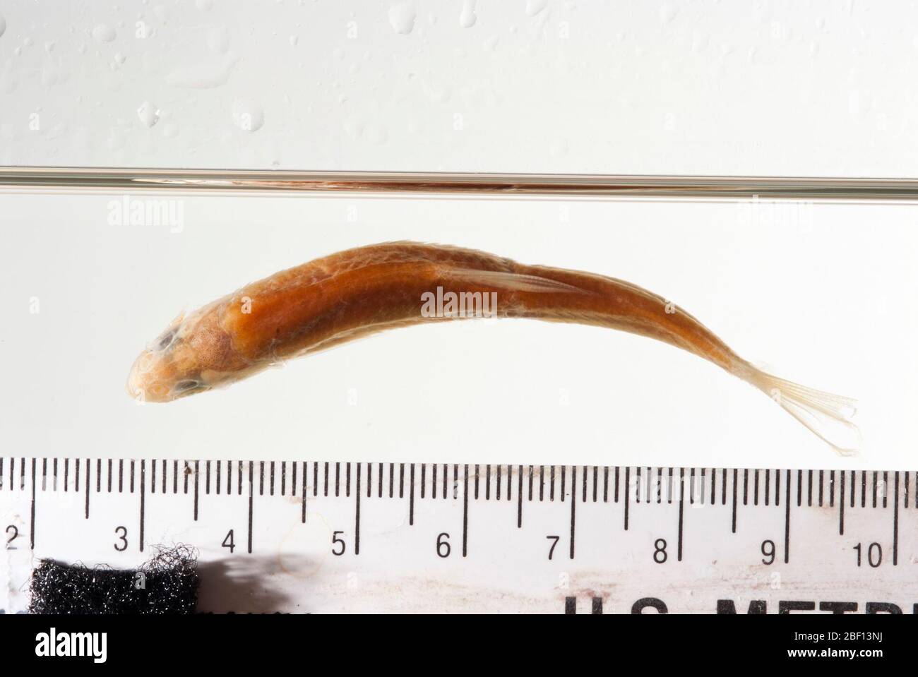 Alburnops illecebrosus. 2 faringei nella raccolta degli osteoidati. Campioni di alcol nella conservazione in vasetto. Ex mammiferi numero di catalogo 2673.denti faringei, 2 archi, in tipo osteoCollectionPharyngeal mascella; 2 pezzi conservati in tipo osteoCollection.11 Apr 201718 Foto Stock