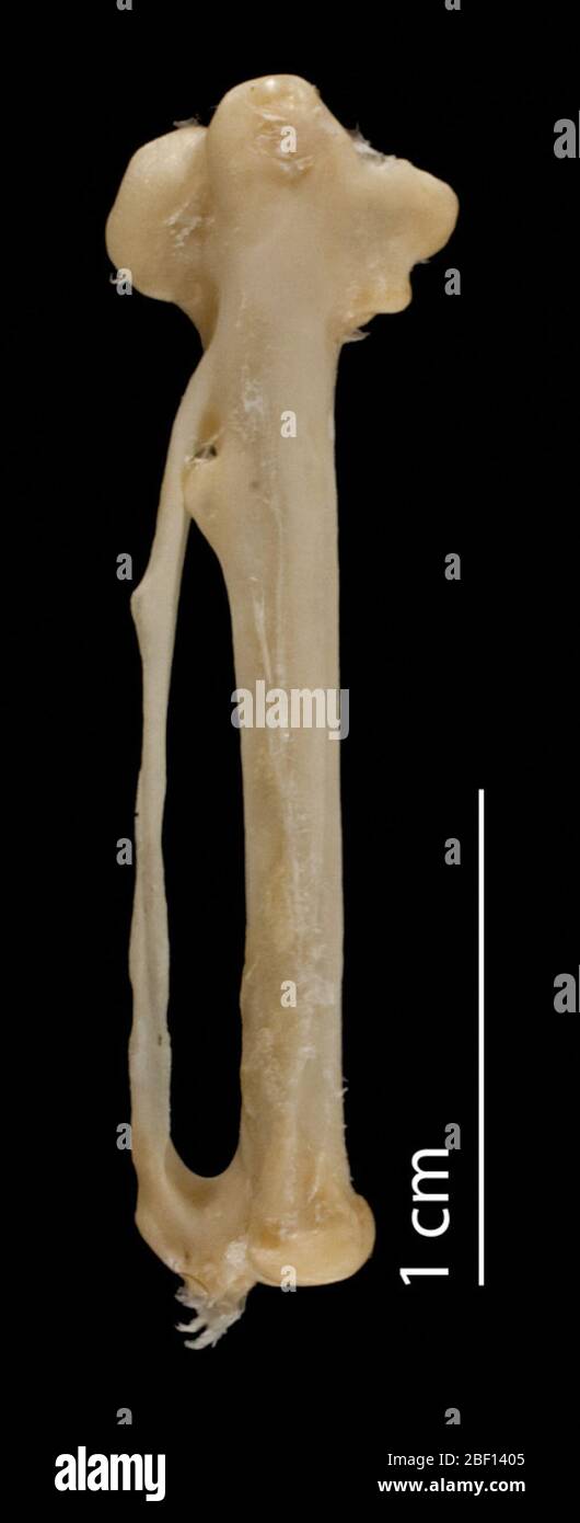 Coracias caudata. 13 ago 20141 Foto Stock