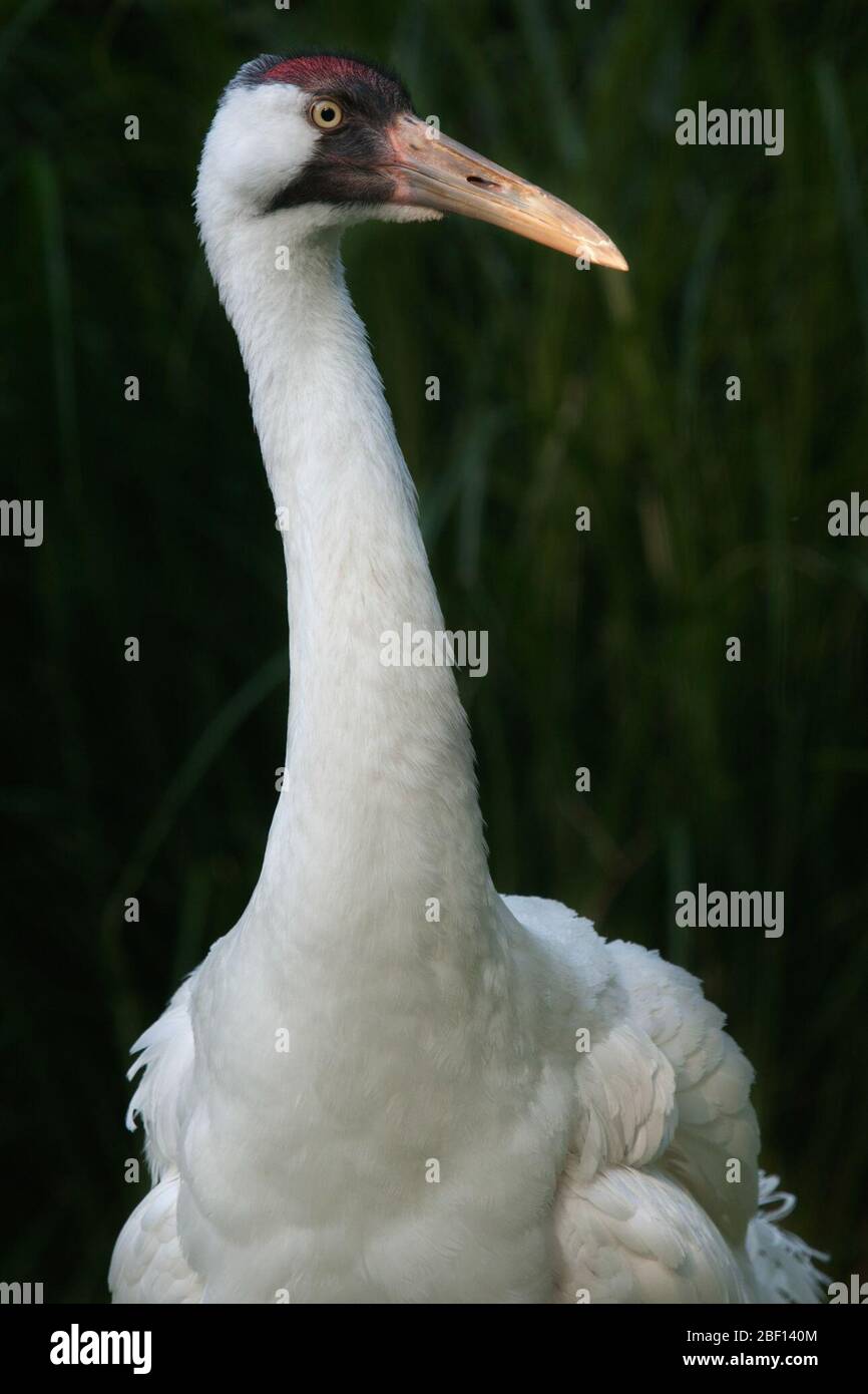 Gru con vortice. Specie: americana,genere: Grus,Famiglia: Gruidae,Ordine: Gruiformes,Classe: Ave,Phylum: Chordata,Regno:Animalia,maschio,roccioso,uccello,Crane Foto Stock