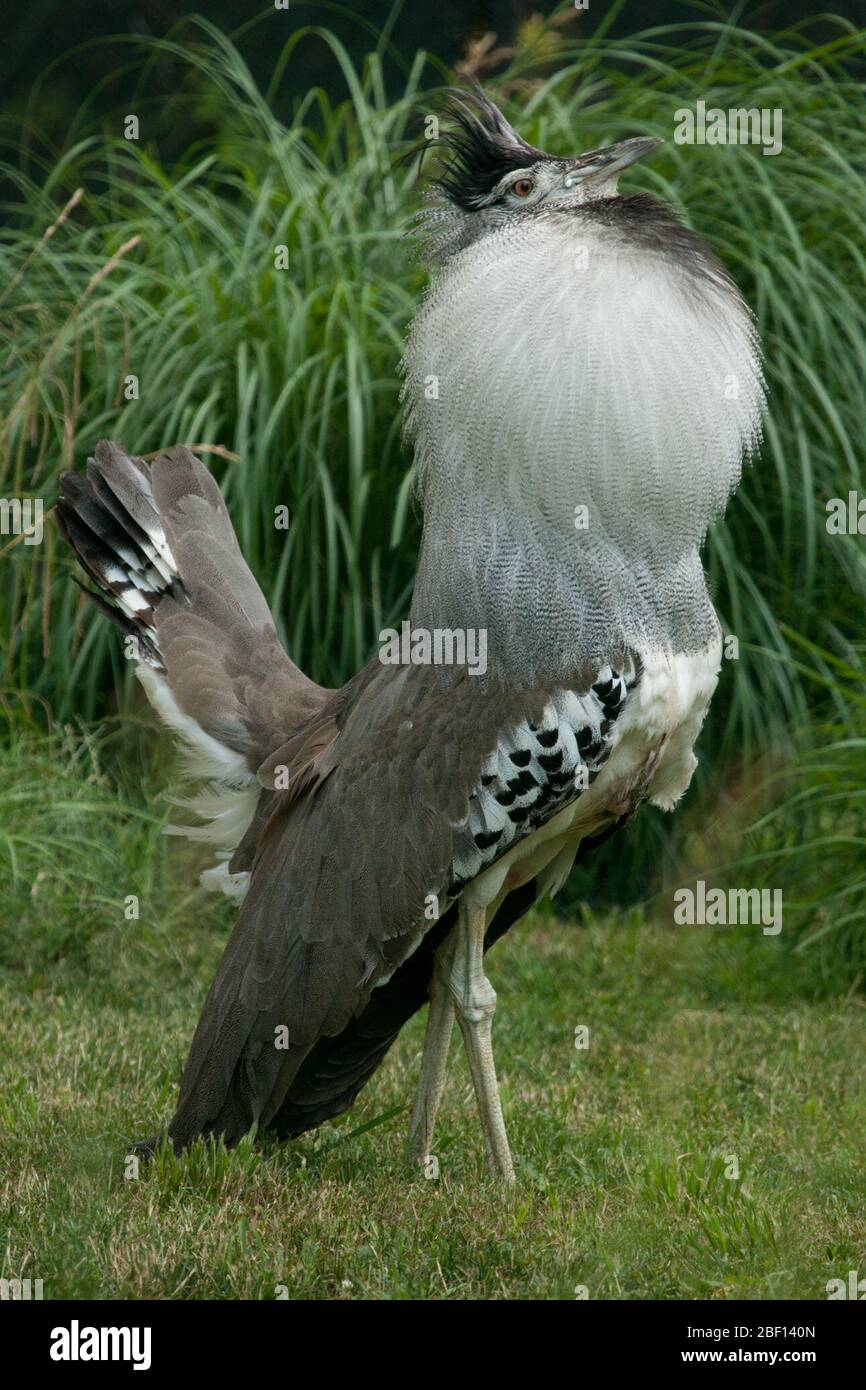 Senape di Kori. Specie: kori,genere: Ardeotis,Famiglia: Otididae,Ordine: Gruiformes,Classe: Ave,Phylum: Chordata,Regno: Animalia,maschio,fioritura,uccello,rotaia,bird house,verticale Foto Stock