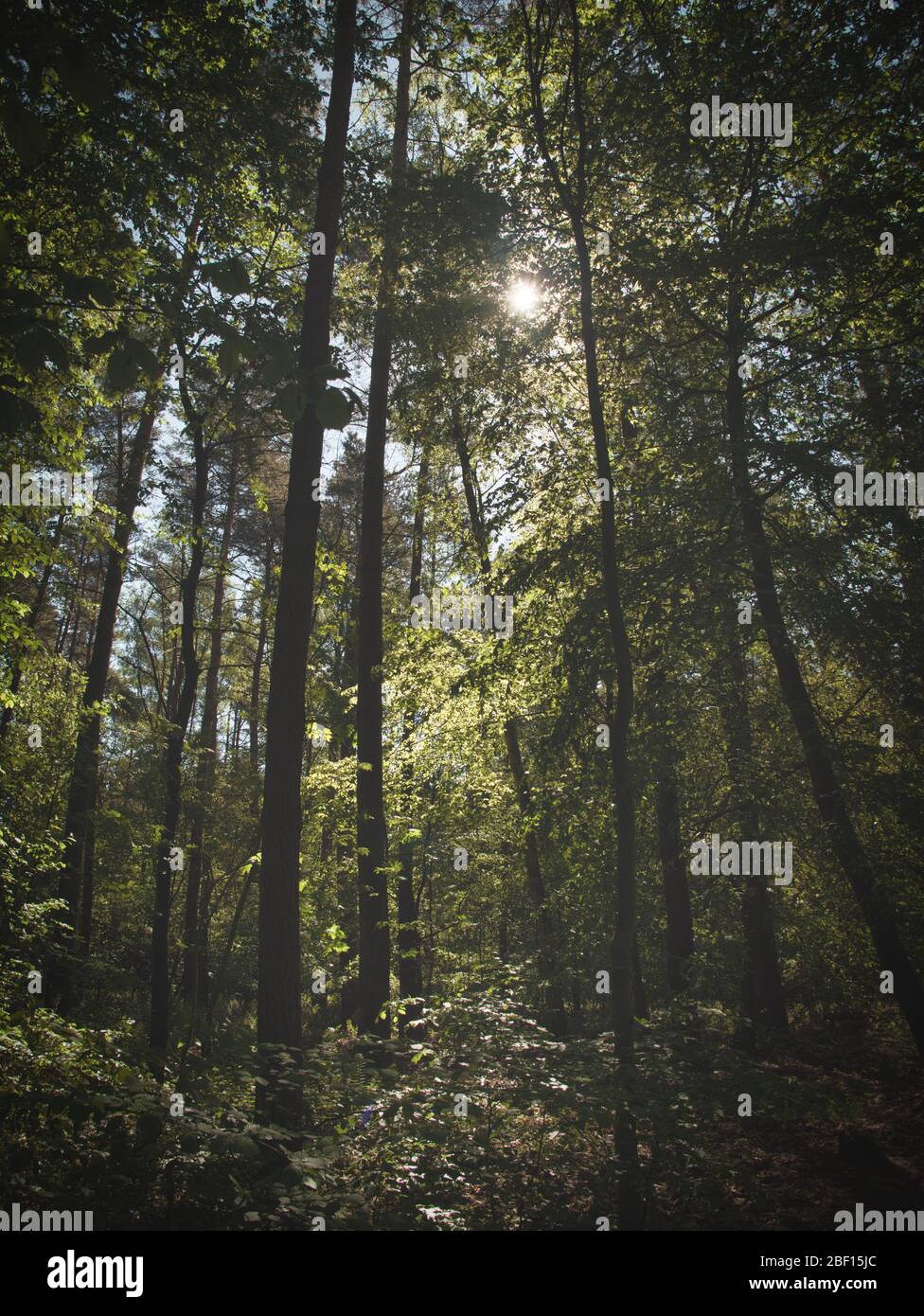 Luce del sole illumina il sottobosco della foresta. Foto Stock