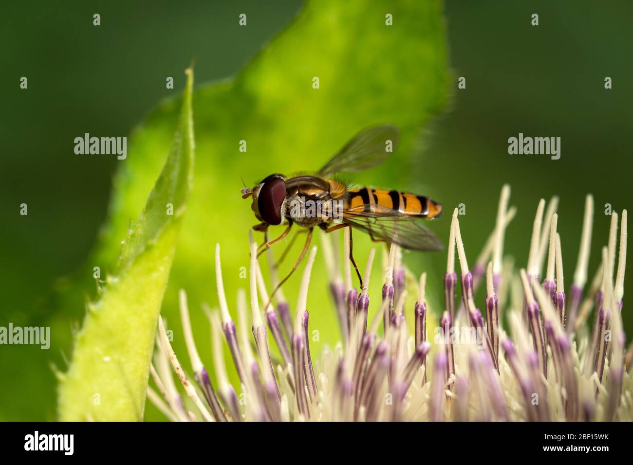 Volo di Hoverfly (Syrphidae) sopra un fiore, macro colpo. Foto Stock