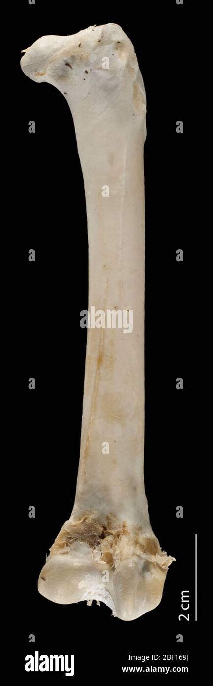 Balaeniceps rex. 15 ago 20181 Foto Stock