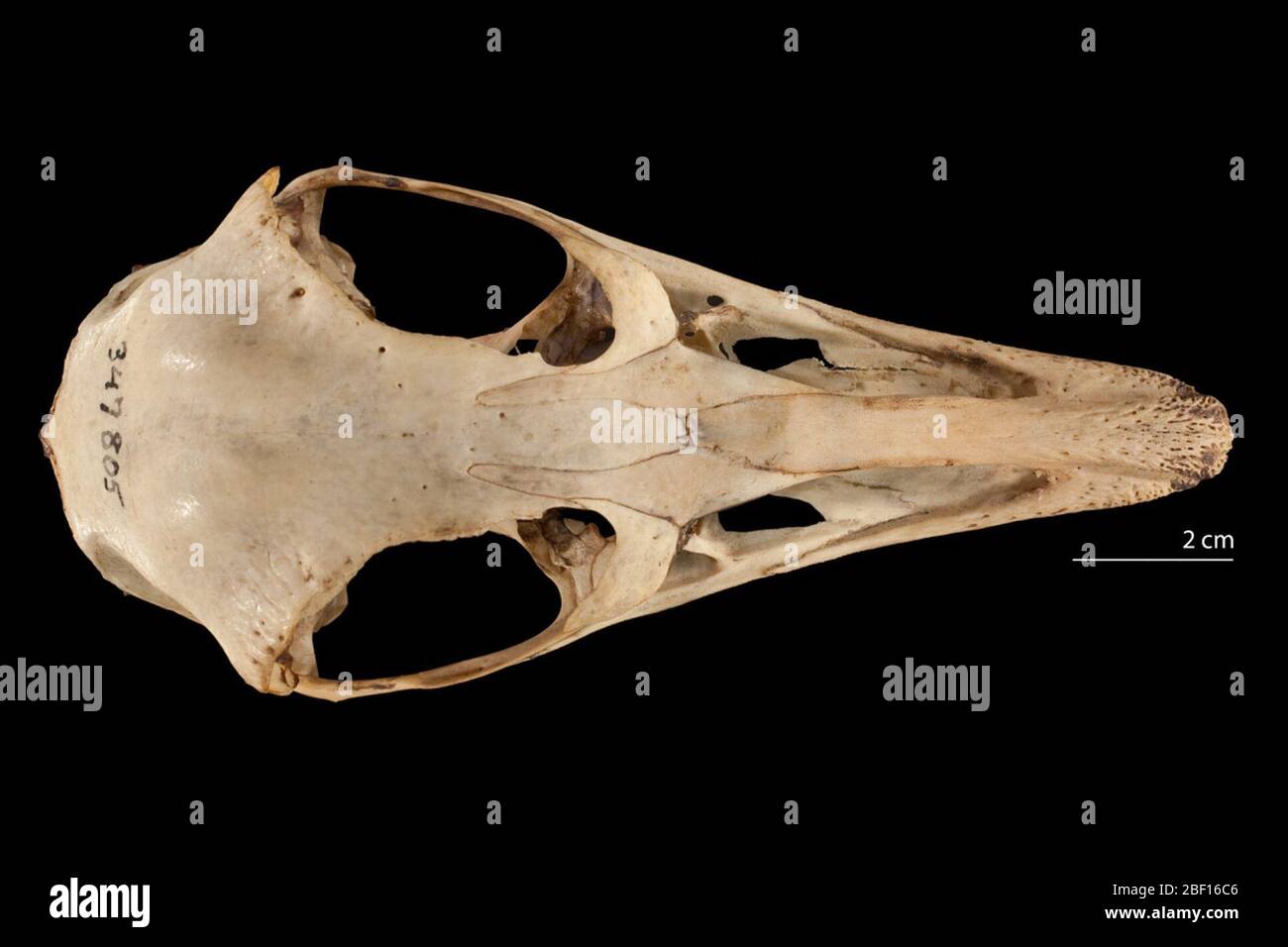 Pterocnemia pennata. 13 ago 20141 Foto Stock