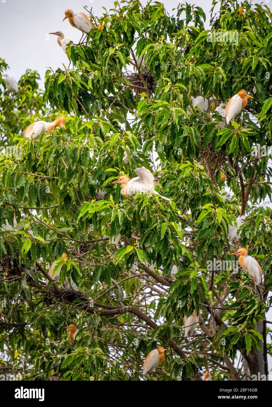 Vista verticale delle egrette negli alberi di Bali, Indonesia. Foto Stock