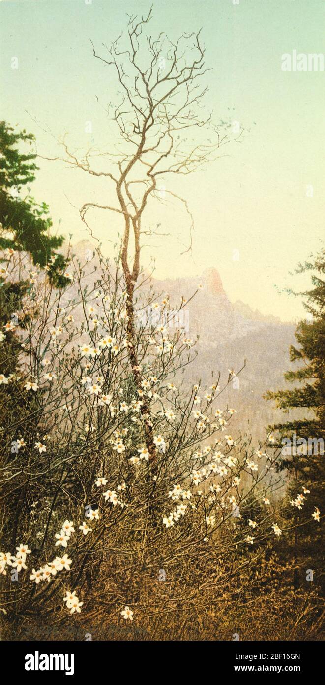 Fiori di Dogwood. Foto Stock