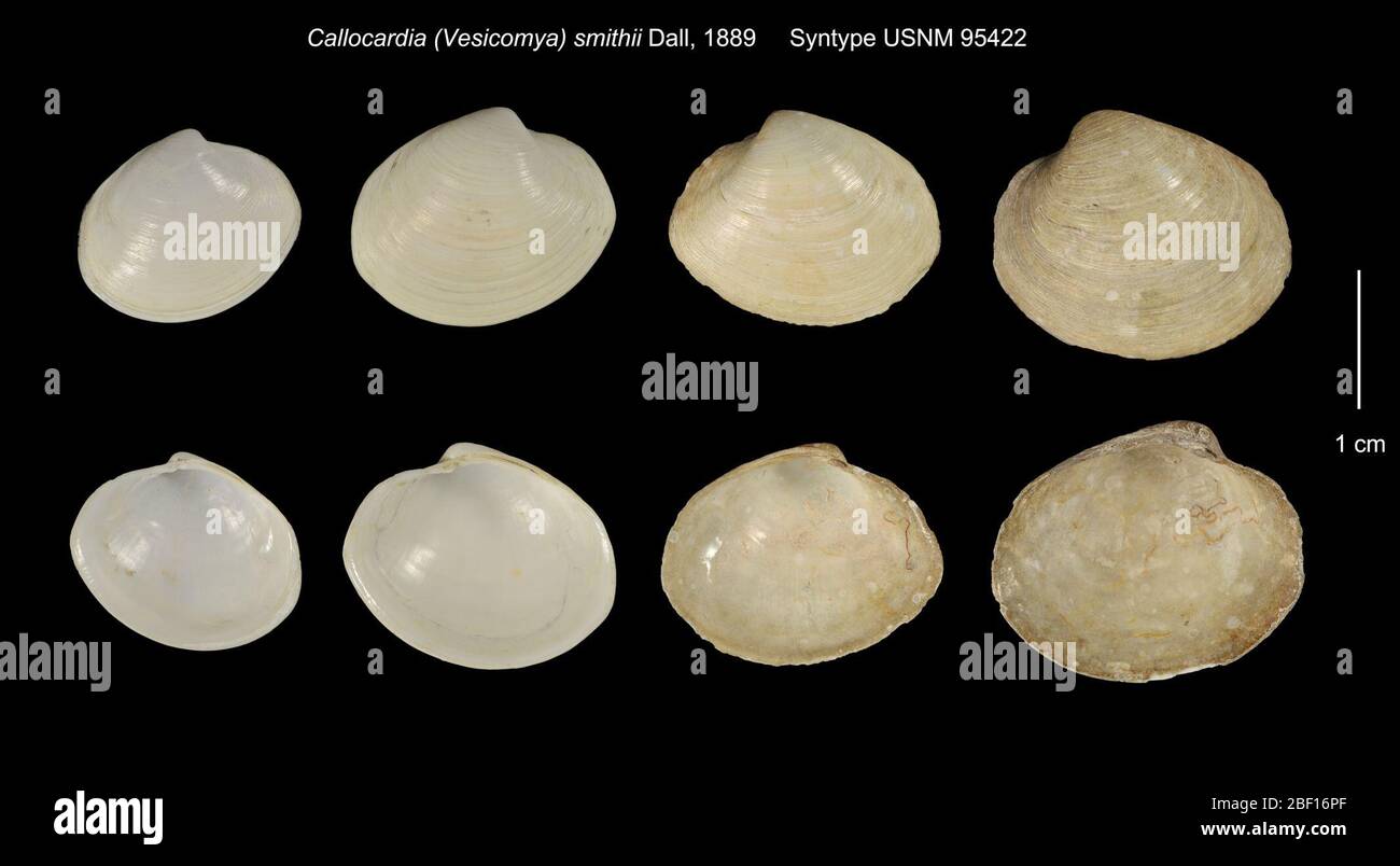 Callocardia Vesicomya smithii. 20 Jan 2016275410 Foto Stock