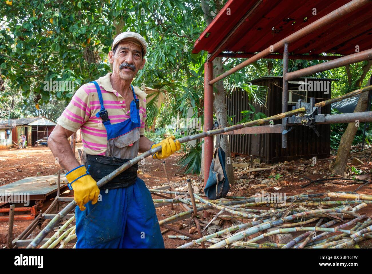 Lavoratore che tira fuori il guscio esterno di canna da zucchero al Vivero Organoponico Alamar, l'Avana, Cuba Foto Stock