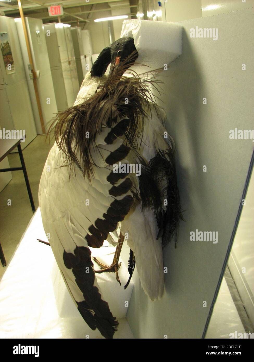 Threskiornis aethiopicus. 11 ago 20141 Foto Stock