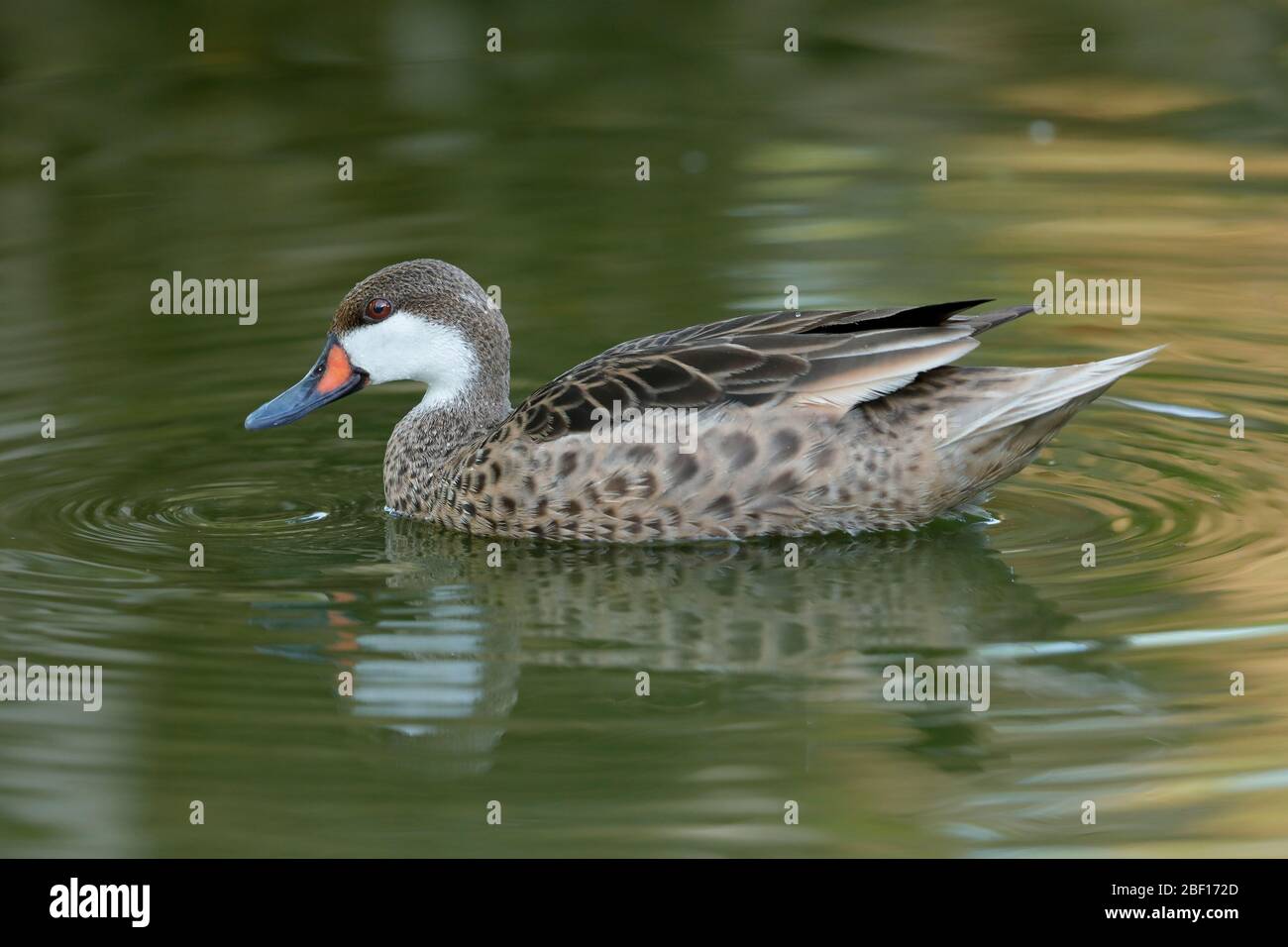 Il rosso-fatturati teal o rosso-fatturati duck è un anatra dedicarmi che è un abbondante allevatore residente in Africa meridionale e orientale. Foto Stock