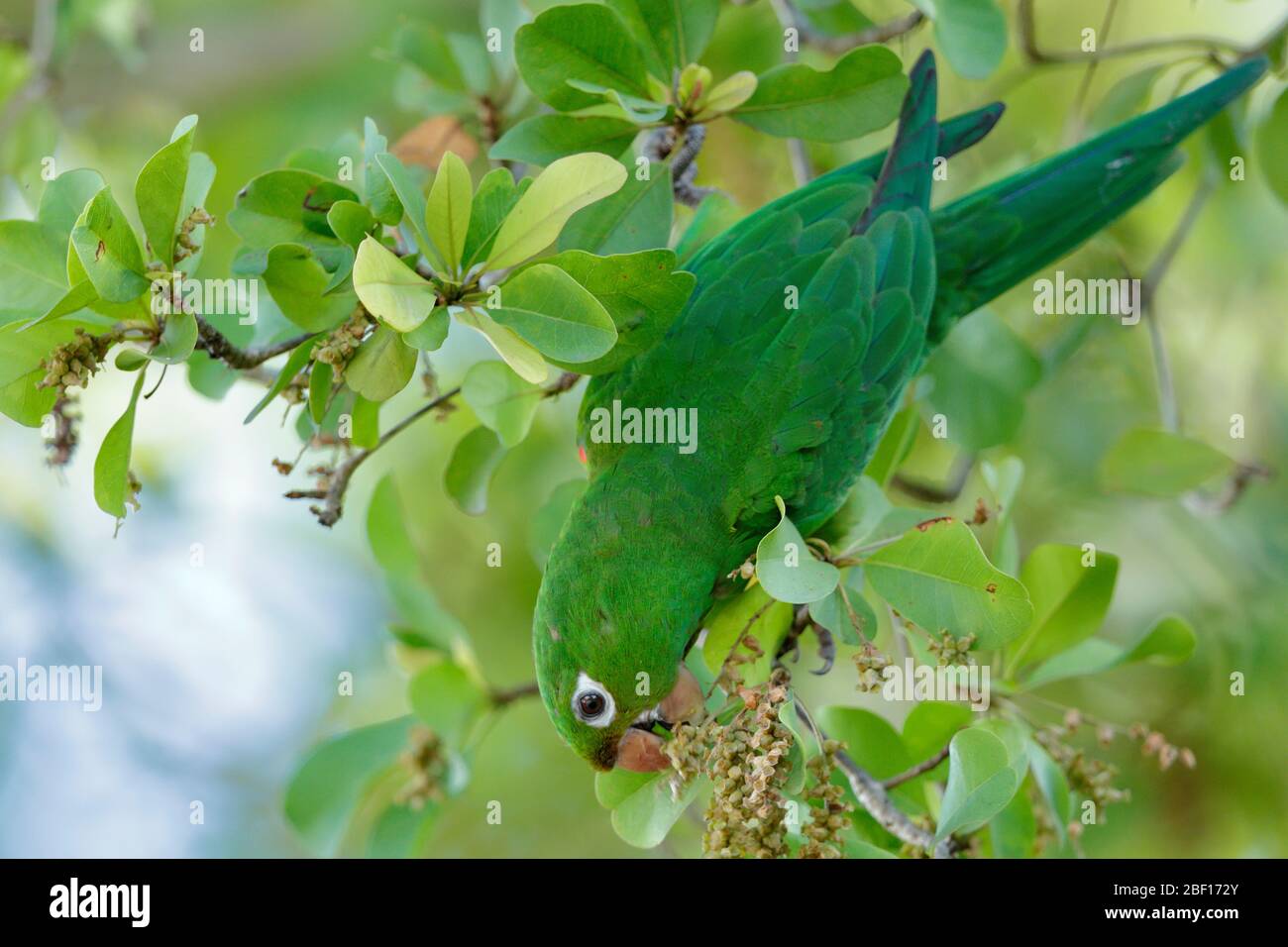 Il pappagallo ispaniolano, o perico, è una specie di pappagallo della famiglia Psittacidae. È endemica dell'isola di Hispaniola. Foto Stock