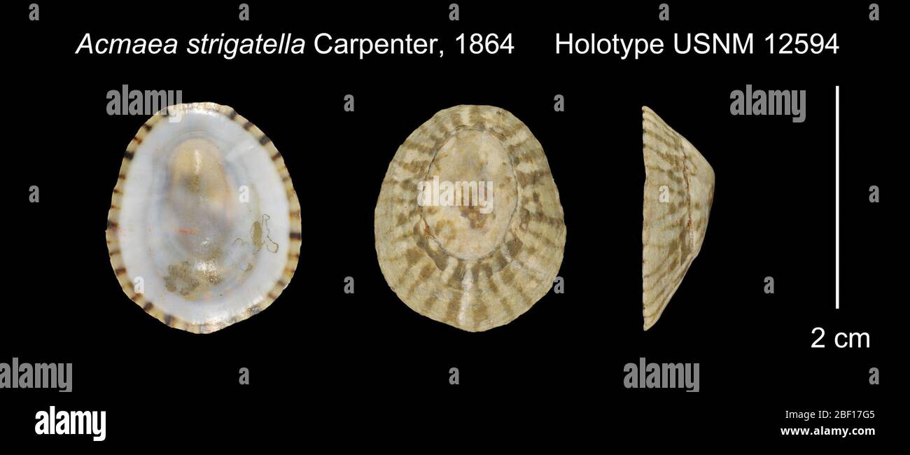 Stigatella Acmaea. 9 maggio 20181 Foto Stock