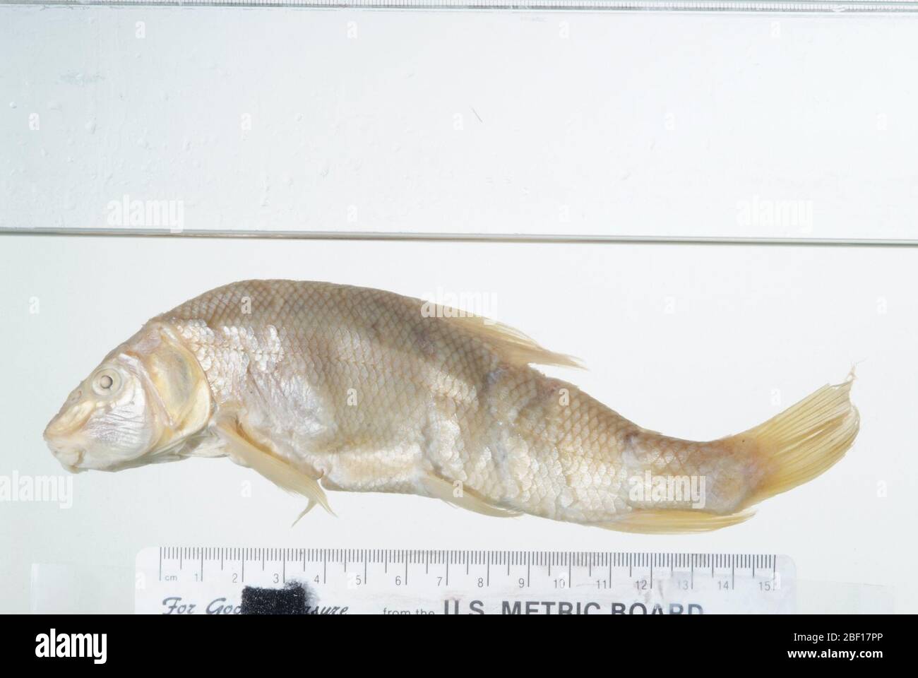 Catostomus suklii Girard. Osso faringeo n. 2739, 1 arco; 2 specifiche di alco. Stato del tipo confermato da c. r. gilbert, 1985. 002 campioni precedentemente elencati nella contabilità. Un'etichetta danneggiata in vaso recita: "Questo pesce può essere uno dei tipi di Catostomus sucklii Girard. Foto Stock