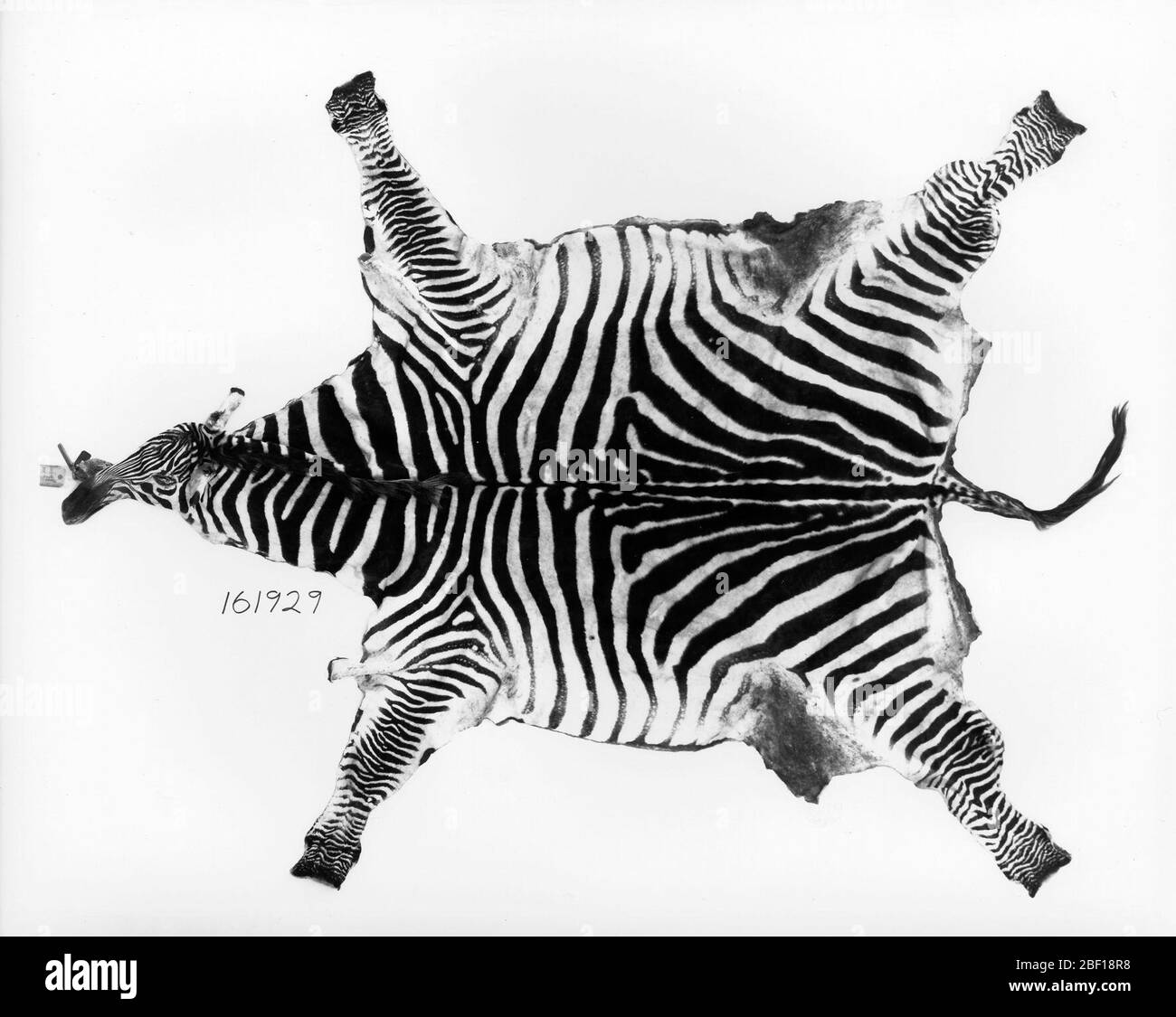 Equus burchellii boehmi. 26 ottobre 20161 Foto Stock