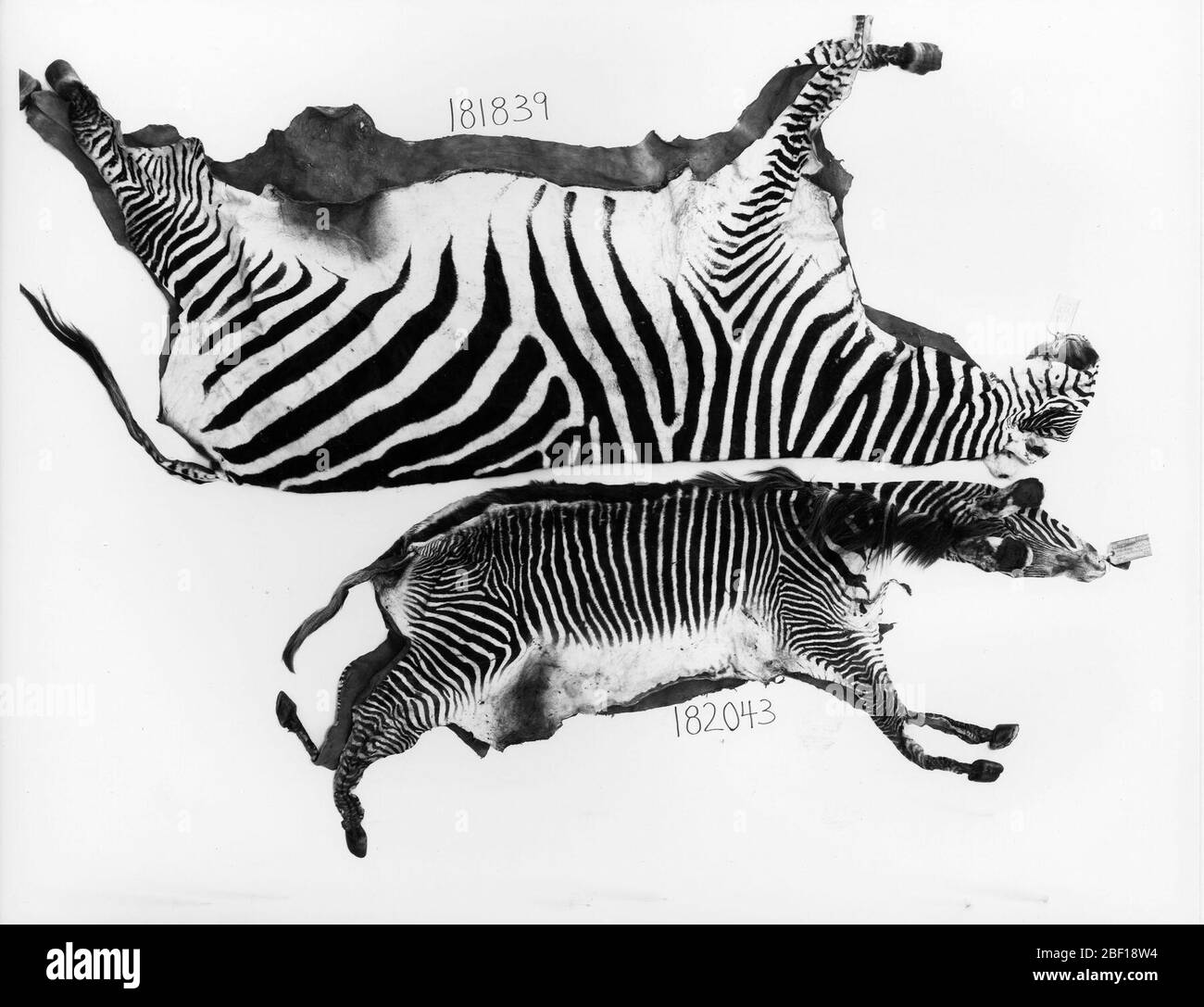 Equus grevyi. L'elemento è stato campionato in modo distruttivo. Il 4 agosto 2015, tessuti e/o parti sono stati inviati a Hillary Young, Stanford University. Per riferimento, vedere la transazione n. 207388024 ott 20161 Foto Stock