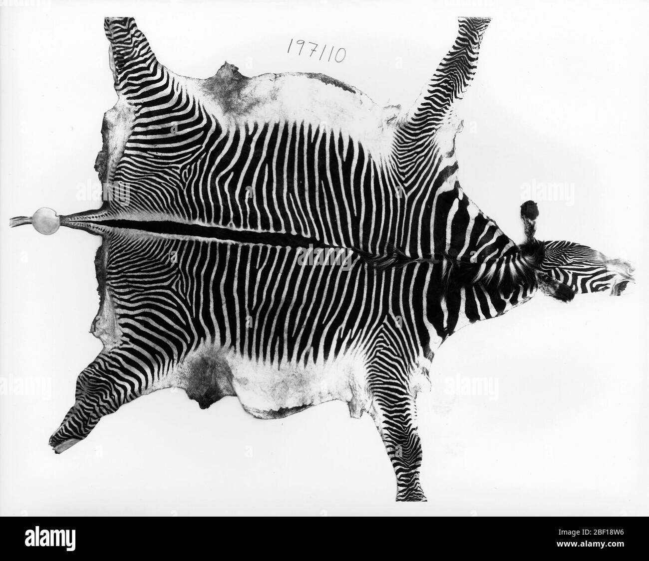 Equus grevyi. 26 ottobre 20161 Foto Stock