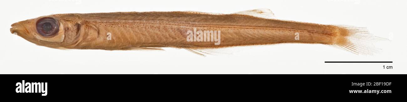 Labidesthes vanhyningi Bean Reid. 58 mm; 3 campioni elencati nella contabilità, 4 specifiche trovate, ago. 1985. 3 paratipi rimossi al 273310.9 gennaio 20171 Foto Stock