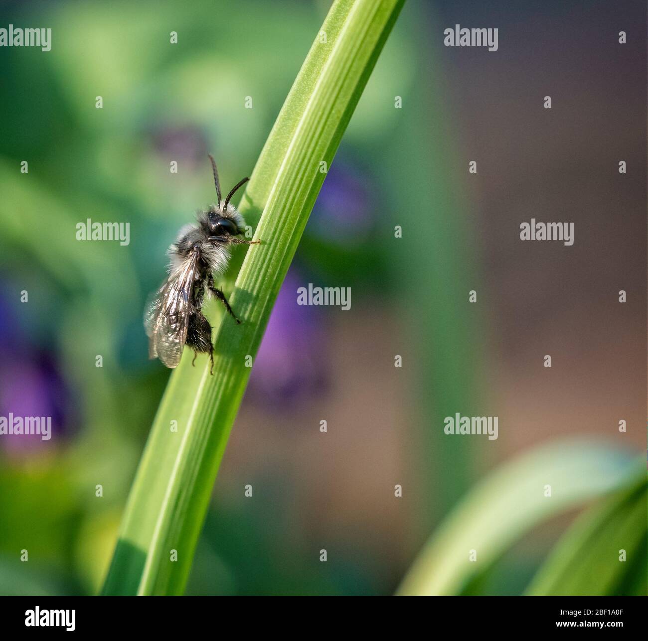 Primo piano della zappina nera sulla lama di erba Foto Stock