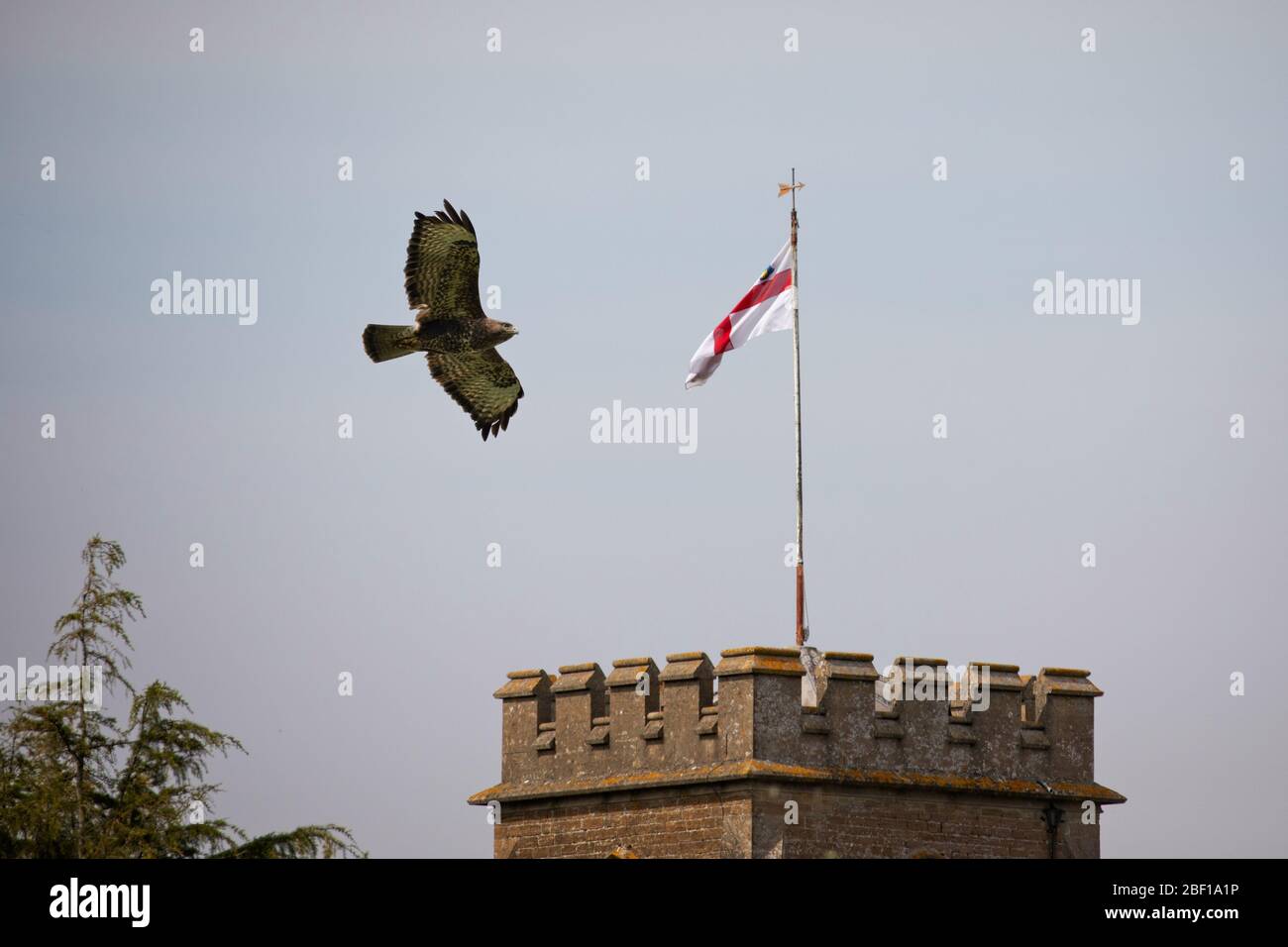 Primo piano di Buzzard che sorvola la Torre della Chiesa con la bandiera inglese di St Georges Cross Foto Stock