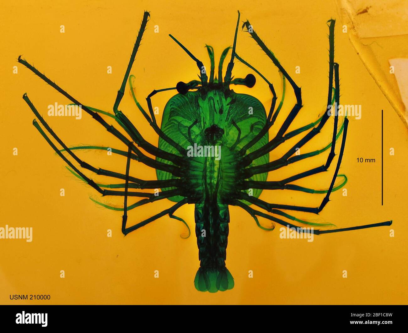 Phyllamphion reinhardti. Scripps istituzione di archivi della biblioteca di Oceanografia circa M.J. Johnson Phyllosoma Collection: I campioni sono stati colorati con verde veloce e sono montati principalmente in Canada balsam, Harleco resina sintetica o diatex. Questa diapositiva era erroneamente catalogata come M. Foto Stock