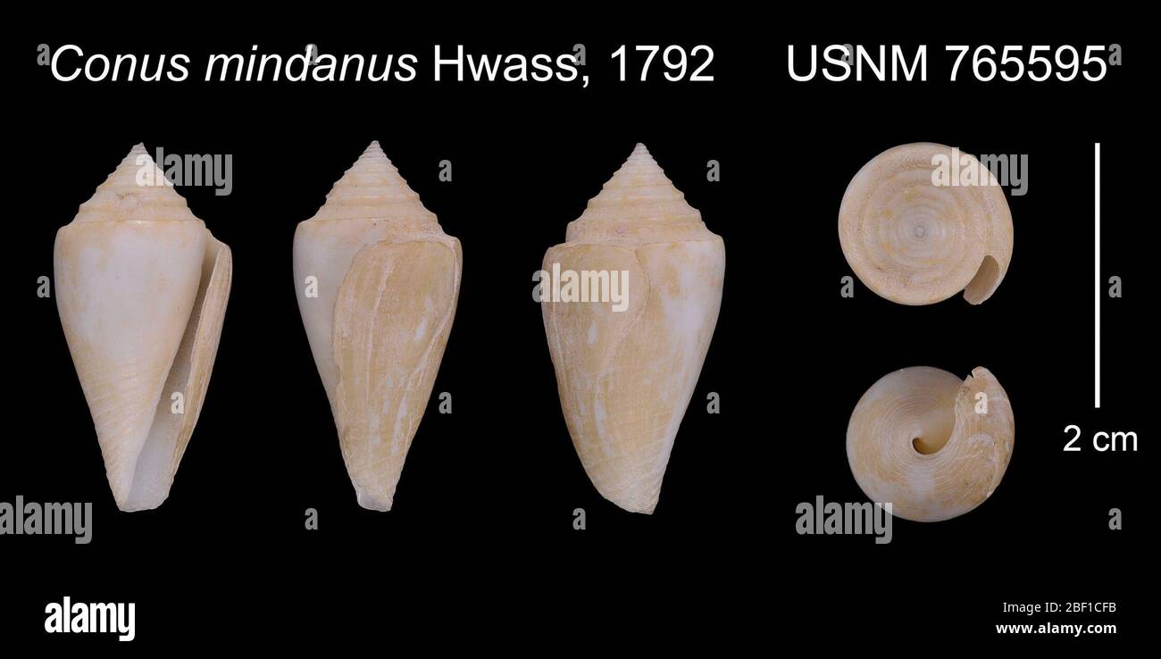 Conus mindanus. 11/6/60; 75/90 fm; 4 65' 79 04'; esplorazione della pesca del Golfo e dell'Atlantico meridionale, Bureau of Commercial Fisheries U.S. F. W.S.; ALR 11/19/1322 Jan 202024651 Foto Stock