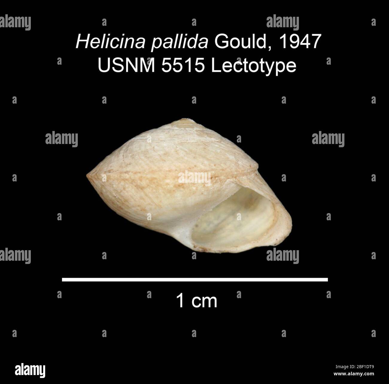 Helicina pallida. 20 Jan 20161 Foto Stock