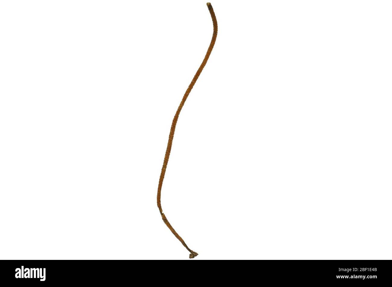 Corallo morbido. Questo oggetto fa parte della collezione Education and Outreach, alcuni dei quali sono nel centro di formazione scientifica Q?rius e disponibili per vedere.114 gennaio 2020 Foto Stock