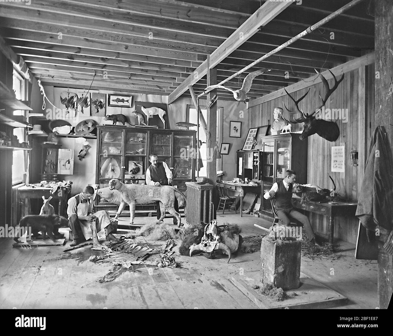 William T Hornaday e Andrew Forney nel Model and Taxidermy Shop. Conosciuto anche come 3662, 2002-21696, e MNH-6071.Vedi anche unità di registrazione 95, scatola 28, cartella 31A.Taxidermists al lavoro nel modello e negozio di tassidermia nel livello inferiore del casello temporaneo nel South Yard dietro lo Smithsonian Institution Building, o Castello, con William Temple Hor Foto Stock