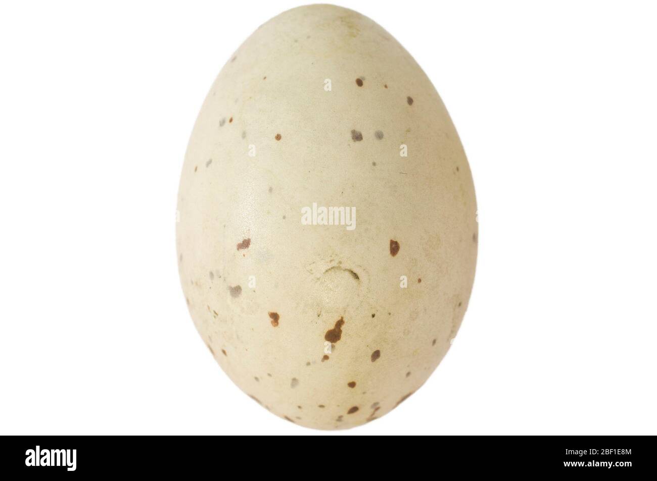 Virginia Rail. Questo oggetto fa parte della collezione Education and Outreach, alcuni dei quali sono nel centro di formazione scientifica Q?rius e disponibili per vedere.114 gennaio 2020 Foto Stock