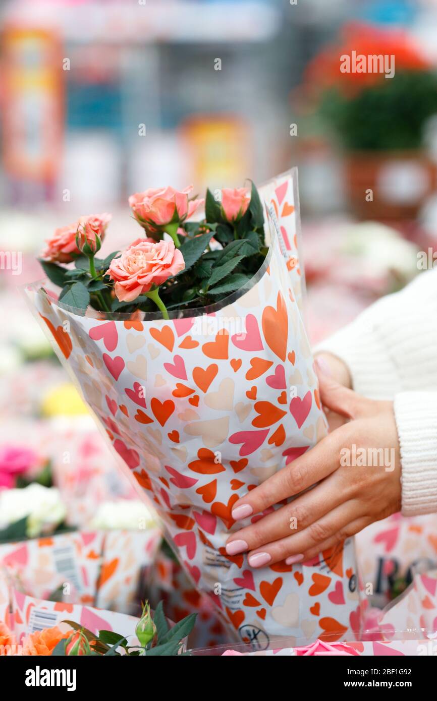 Giardinaggio, concetto di tempo di primavera. Donna scelta e acquisto piante - rosa decorativo rosa in pentola per la sua casa / appartamento in serra o giardino centro. S Foto Stock