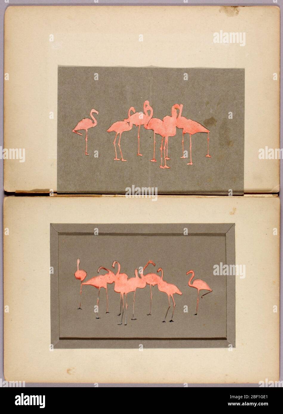 Cartella di studio dei fenicotteri per il libro che nasconde la colorazione nel Regno degli Animali. Foto Stock