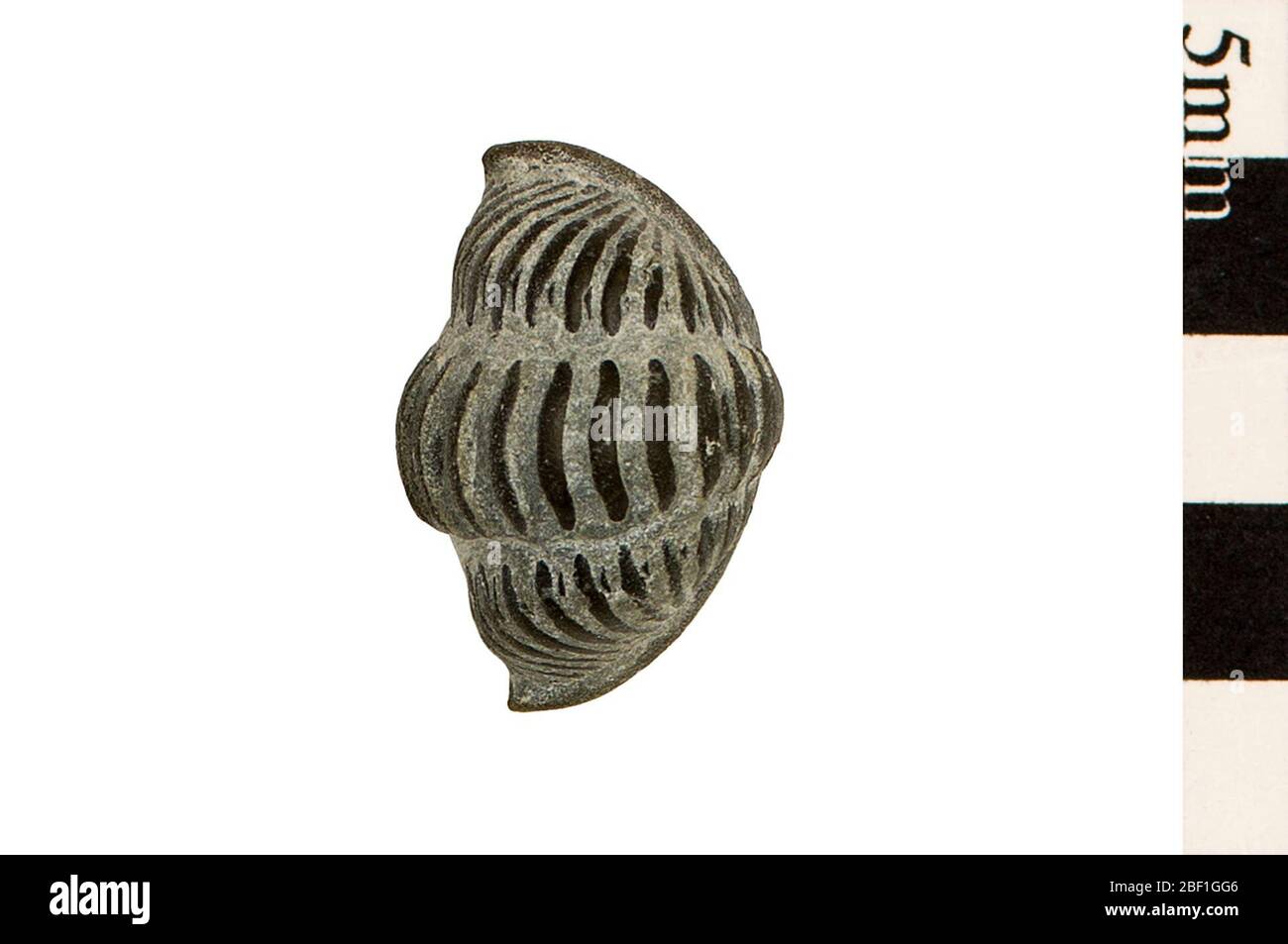 Trilobite. Questo oggetto fa parte della collezione Education and Outreach, alcuni dei quali sono nel centro di formazione scientifica Q?rius e disponibili per See.Paleozoic - Ordovician114 gennaio 202020Richmond Foto Stock